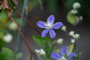 late august clematis