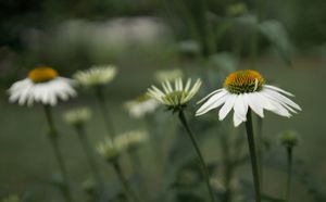 moody coneflowers