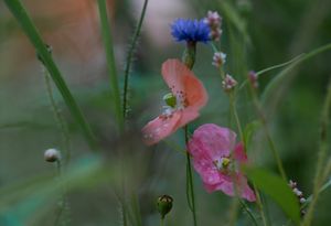 wildflower hues