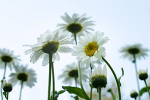 sunning daisies