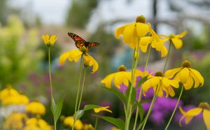 rudbeckia butterfly