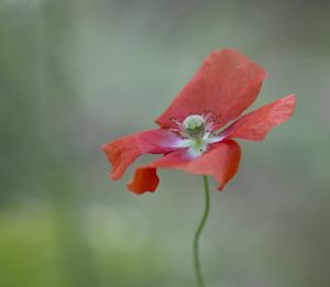 poppy detail