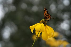 monarch on rudbeckia I