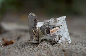 birch bark on the beach