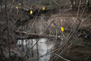 november yellow