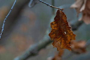 november leaf
