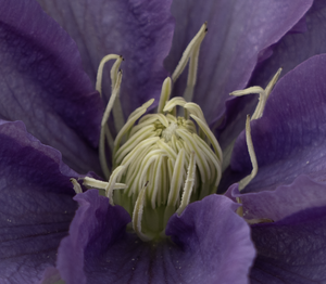 clematis central