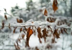 morning snow