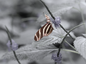 zebra butterfly