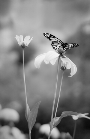 rudbeckia with butterfly