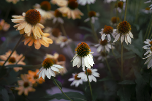 coneflower array