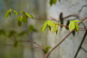 spring leaves