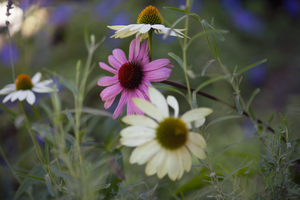 pastel coneflowers