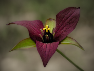 red trillium