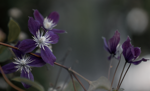 dreaming clematis