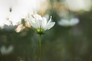 airy cosmos