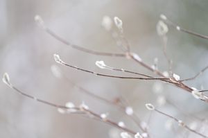 magnolia in winter