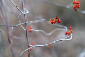 winter twists