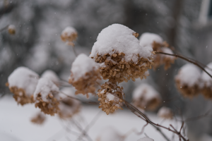 hydrangeas in winter