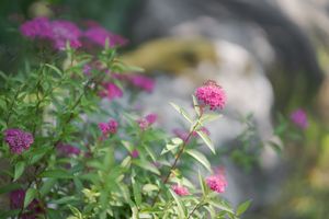wild flowers