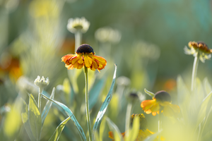 Sneezeweed