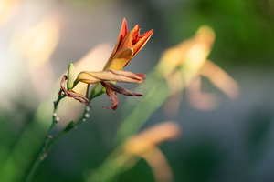 morning tiger lilies