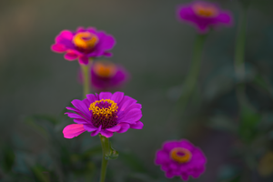 zinnias at sunset