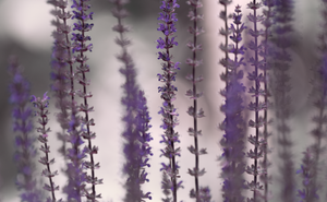 salvia