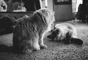 cat café