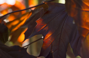 spring maple