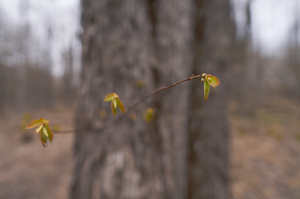 spring