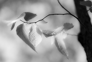 wind