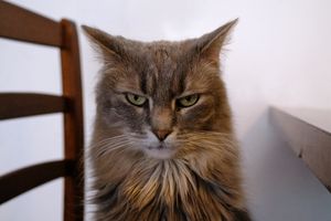 unamused