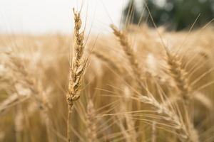 fields of gold