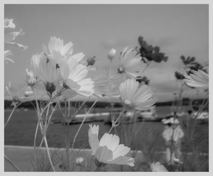 wispywhite