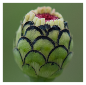 zinnia