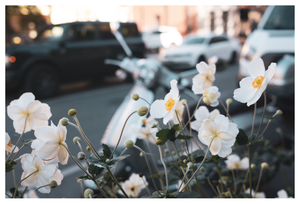 montreal anemones